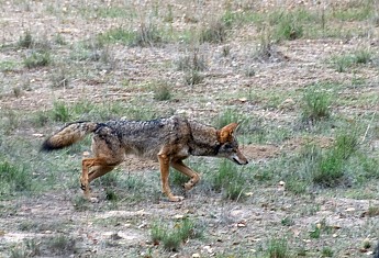What is a good coyote deterrent?