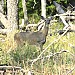Doe