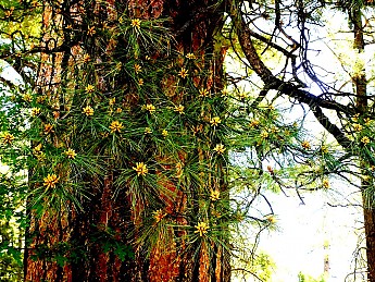 New-cones-on-Ponderosa-Pine-in-springtim