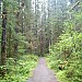 Here's what most of the trail looks like.. without bikers! Herbert Glacier