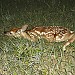 fawn