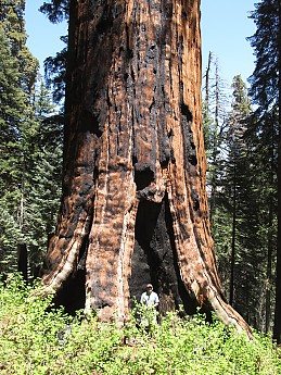 King Arthur Tree Sequoia