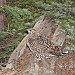 I got so close to this Ruff Grouse that I actually pet it with my trekking pole and it just sat there and cooed as I did so. Sage grouse
