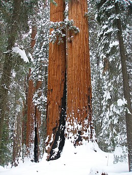 Giant-Forest-2-7-09-048.jpg