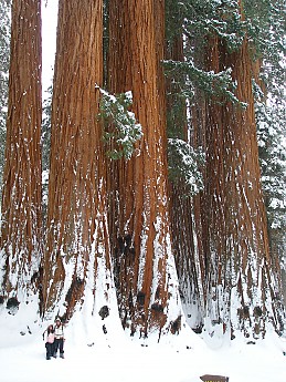Giant-Forest-2-7-09-057.jpg