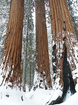Giant-Forest-2-7-09-069.jpg