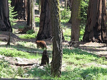 Bigtree-bear.jpg