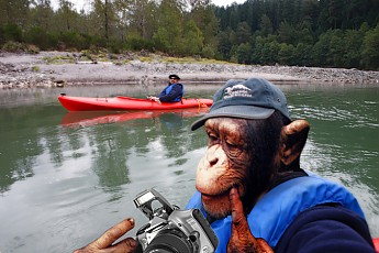 monkey.jpg