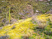 Bear-Canyon-to-Seven-Falls-and-beyond-3-11-13-050