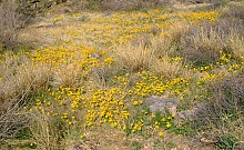 Bear-Canyon-to-Seven-Falls-and-beyond-3-11-13-049