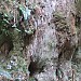 Meigueisimoshan