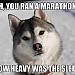 Dog-sled-Marathon