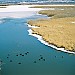 American Coots