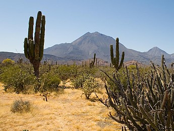Saghuaros-and-Organ-pipe-cacti.jpg