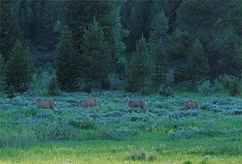 deer1.jpg