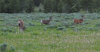 deer4.jpg