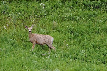 deer6.jpg