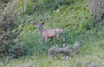 deer9.jpg