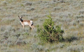 antelope.jpg