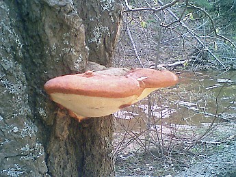 Tree-Fungus.jpg