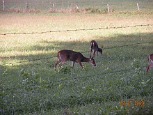 Deer