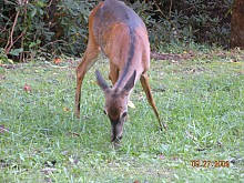 Another Deer