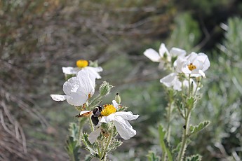 A-bee-collects-pollen-to-take-home-to-th