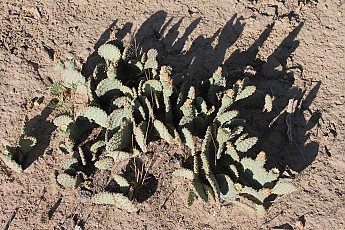 IMG_0193.jpg