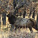 5 x 5 Elk