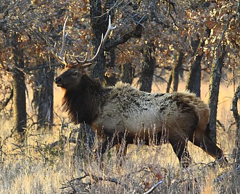 5-x-5-Elk.jpg