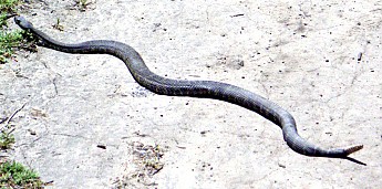 RattlerBob.jpg