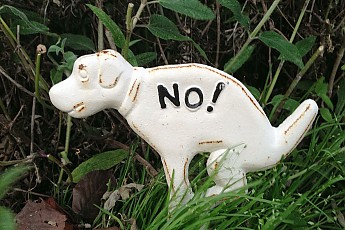 dog-1024.jpg