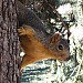 Squirrel..?