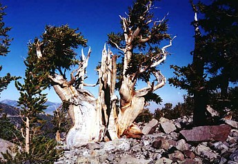 greatbasin1-Bristlecone-pine.jpg