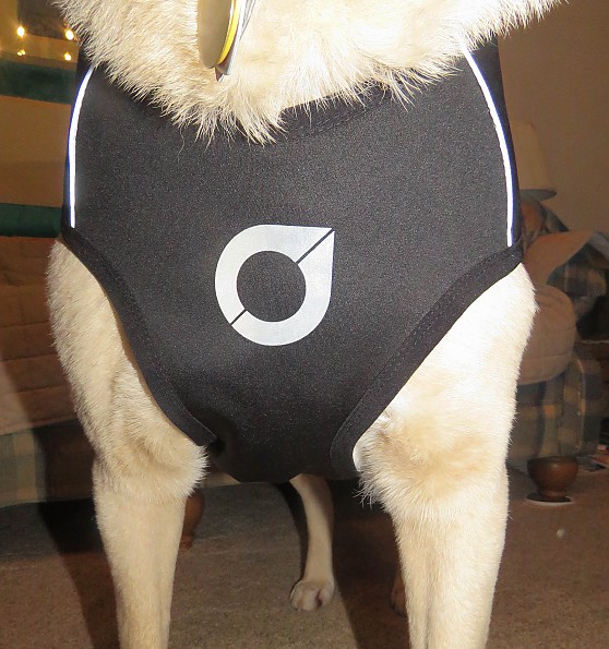 dogcoat-3.jpg