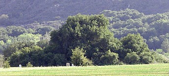oldest_oak1.jpg