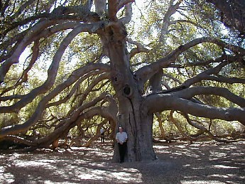greatoak5.jpg