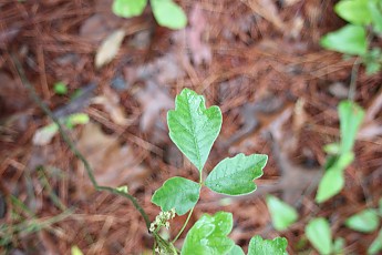 DPP_Moultrie_Passage_20118.jpg