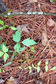 DPP_Moultrie_Passage_20119.jpg