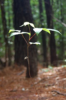 DPP_Moultrie_Passage_20143.jpg