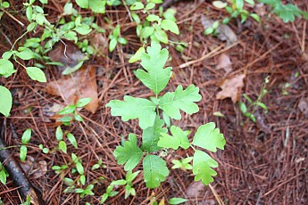 DPP_Moultrie_Passage_20121.jpg