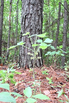 DPP_Moultrie_Passage_20116.jpg