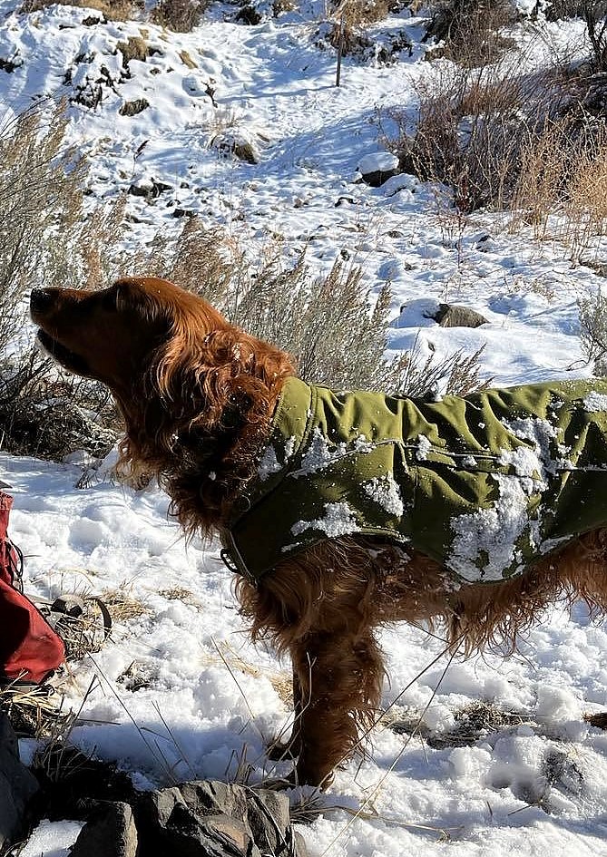 photo: Ruffwear Overcoat Fuse Harness Jacket dog coat/vest
