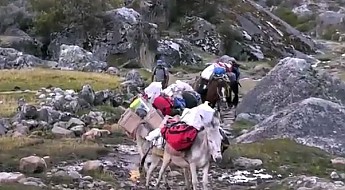BurrosPeru.jpg