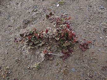 Mountain-Sorrel.jpg