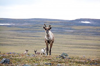 Caribou.jpg