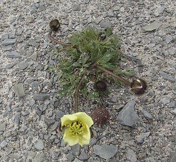 Arctic-Poppy.jpg