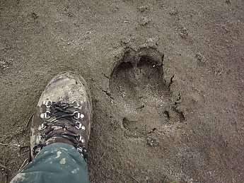 Caribou-track-on-river-bed.jpg