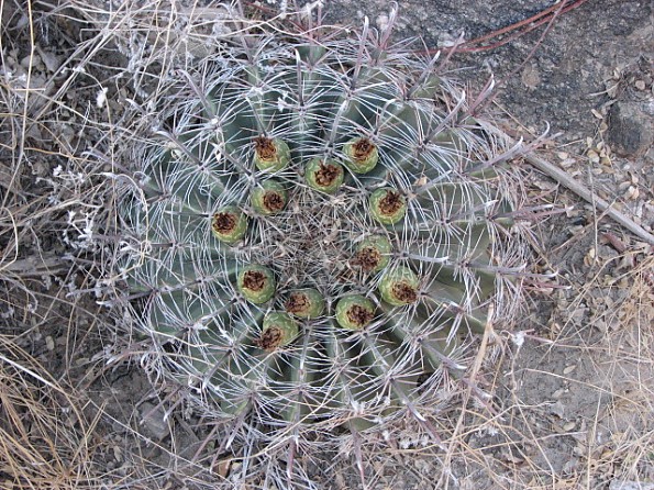 Sycamore Canyon to Bear Canyon via Thimble Peak - Trailspace