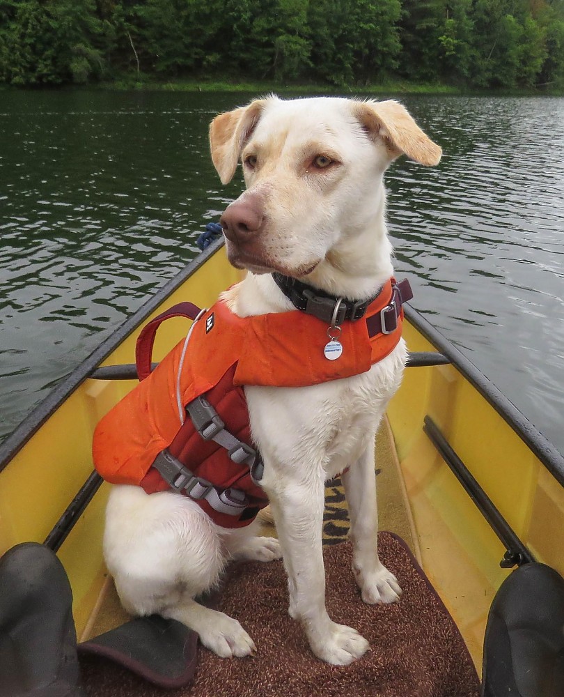 photo: Hurtta Life Savior ECO Dog Life Jacket dog life jacket